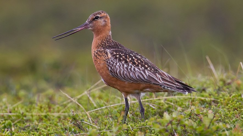 Record mondiale per una pittima reale: l'uccellino ha percorso 13.560 km senza atterrare