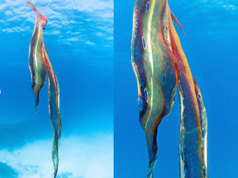 Grande Barriera Corallina, avvistato rarissimo esemplare di polpo "arcobaleno" – VIDEO