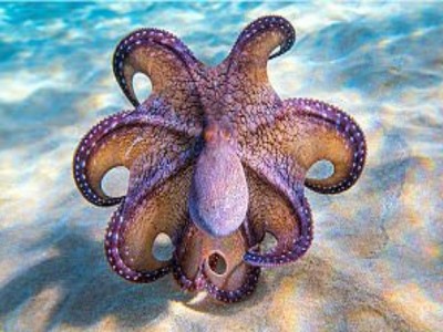 Australia, polpo gigante aggredisce bagnante in spiaggia. VIDEO