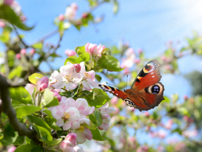 Domani è primavera: l'equinozio quest'anno è anticipato.