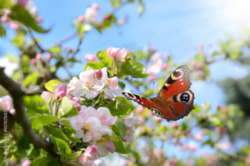 Domani è primavera: l'equinozio quest'anno è anticipato.