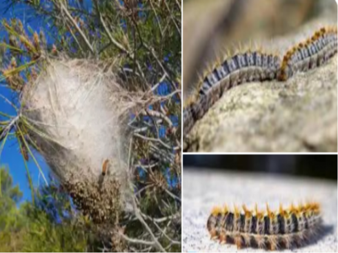 Incubo processionaria: tredici bimbi in gita nel bosco, ricoverati per una reazione allergica