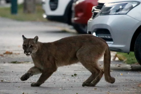 Puma liberato da appartamento a New York. 