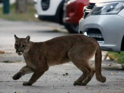 Puma liberato da appartamento a New York. 