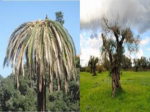 punteruolo rosso e xylella