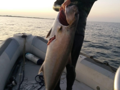 Pescata ricciola di 37 Kg a San Cataldo