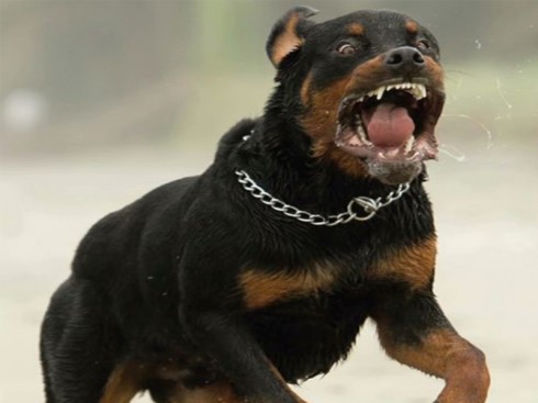 rottweiler