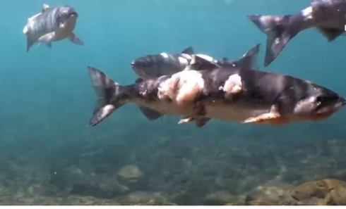 Salmone bollito vivo dal calore dell'acqua: “Come se stessero cercando di lasciare un edificio in fiamme”.