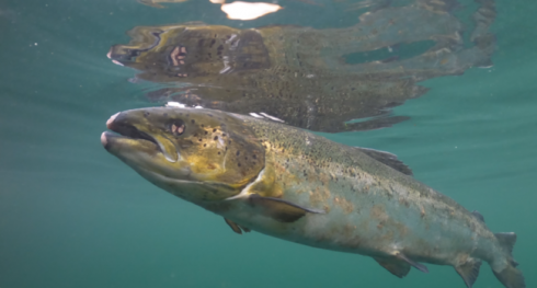 Ambiente. Pescatori scozzesi, disperati per la scomparsa del salmone