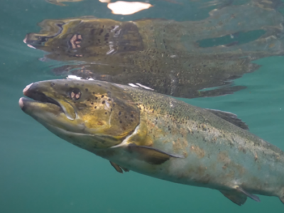 Ambiente. Pescatori scozzesi, disperati per la scomparsa del salmone