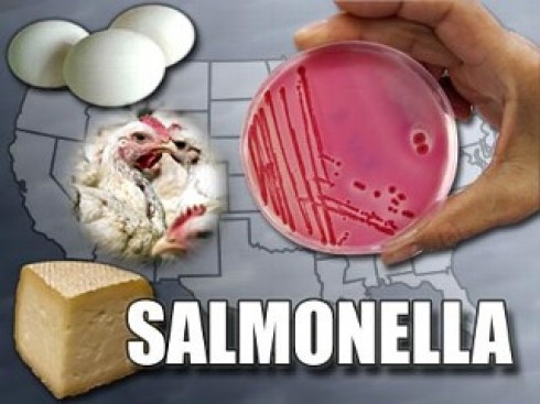 salmonella