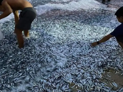 Milioni di sardine si riversano sulla riva