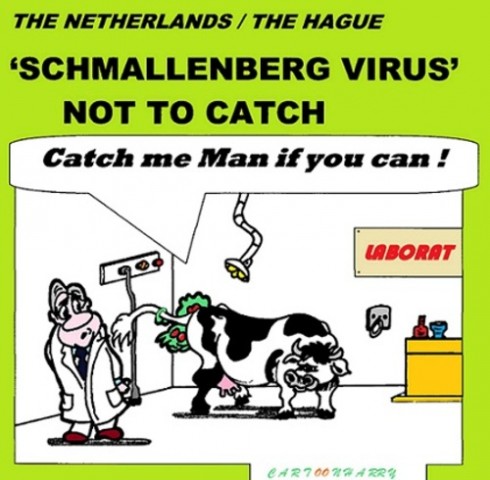 schmallenberg virus