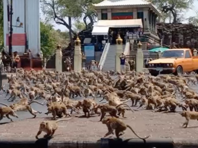 Effetto Coronavirus, il video virale di centinaia di scimmie selvagge affamate che combattono per un singolo pezzo di cibo in Thailandia