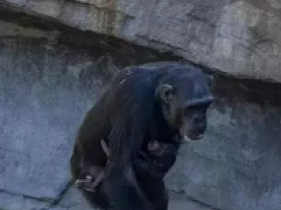 Una scimpanzé trasporta da mesi il cadavere del suo piccolo nel Bioparco di Valencia, in Spagna