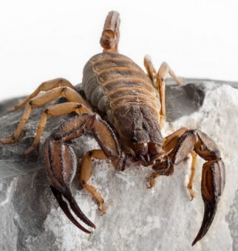 In Grecia sono state scoperte due nuove specie di scorpioni