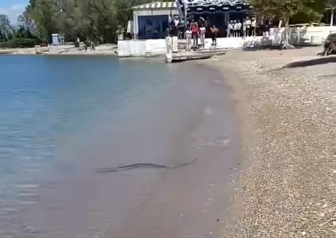 Panico sulla spiaggia “C’è un serpente che nuota accanto ai bagnanti” Il video