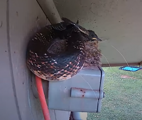 Il “serpente di ratto” mangia l’uccellino nel nido - VIDEO