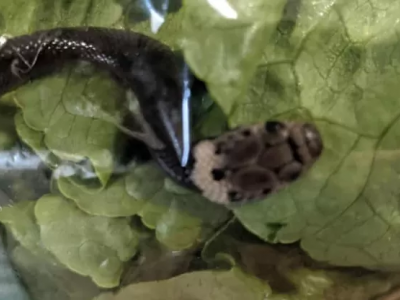 Trovano un serpente velenoso in una confezione di insalata fresca acquistata nel supermercato.