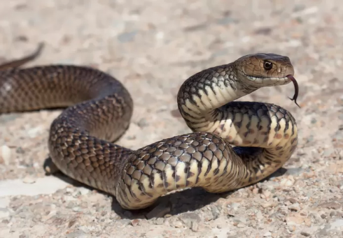 Contadino morso e stritolato da un serpente. 