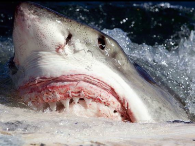 In Australia ripresa la carcassa di una balena attaccata da un grande squalo a pochi metri dalla riva e dai bagnanti