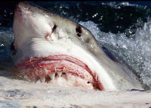 In Australia ripresa la carcassa di una balena attaccata da un grande squalo a pochi metri dalla riva e dai bagnanti