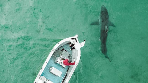 Squalo bianco attacca la barca a pochi metri dalla riva: ripresa tutta la scena