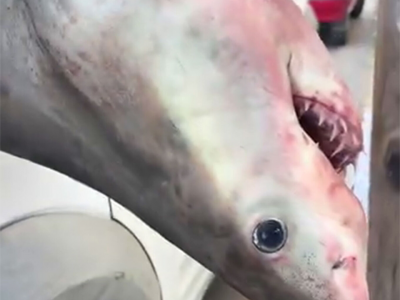 Grecia, un grande squalo bianco è rimasto impigliato nella rete di un pescatore a Porto Lafia – Il video