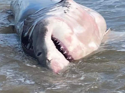 Australia, un grande squalo bianco di oltre quattro metri muore sulla spiaggia nel nord del New South Wales