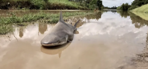 Sharknado in Florida, l'uragano Ian scarica uno squalo in mezzo alla strada - VIDEO