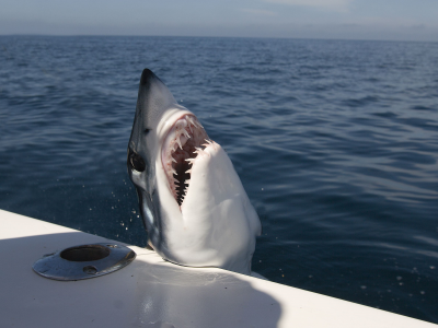 Panico a bordo: uno squalo mako di 150 chili salta sulla prua di una barca e riesce a ricadere in mare