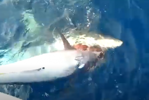 Nel video amatoriale un grande squalo Mako mangia un tonno appena pescato: l'avvistamento dalla barca. 