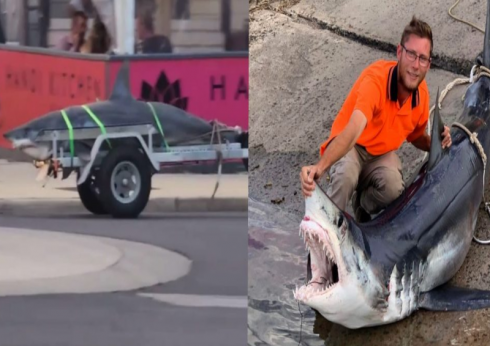 Non si vede tutti i giorni... Un grande squalo è stato avvistato trainato su un rimorchio a Barwon Heads in Australia 