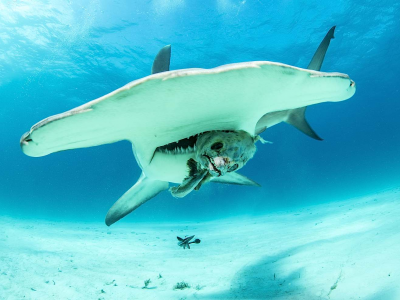 Squalo martello avvistato dalla spiaggia: allerta della Guardia Costiera. 