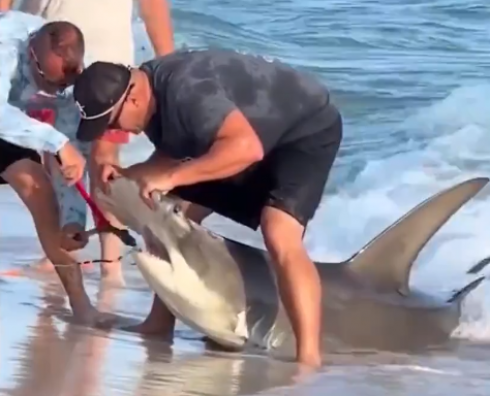 Lo squalo ha un amo conficcato, lo salvano i bagnanti - Video