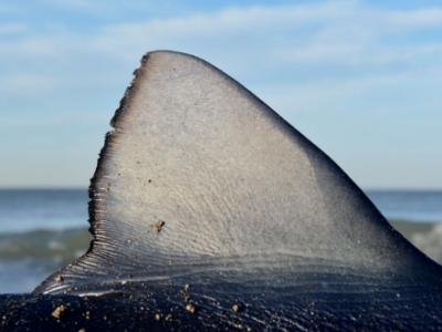 Reunion, squalo uccide pescatore. Si tratta del primo attacco mortale dall'inizio dell'anno