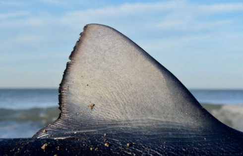 Reunion, squalo uccide pescatore. Si tratta del primo attacco mortale dall'inizio dell'anno