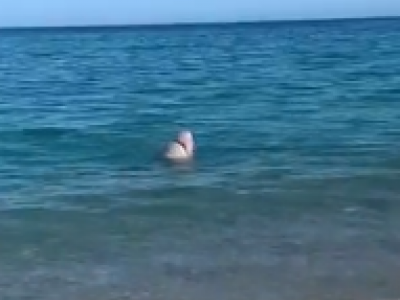 Lo squalo a riva nel mare di Soverato in Calabria - VIDEO