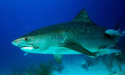 Quattro squali catturati e uccisi dopo gli attacchi