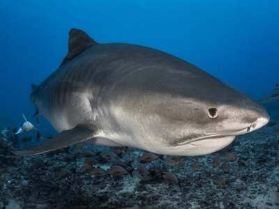 Hawaii, squalo uccide un uomo a 60 metri dalla spiaggia