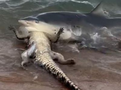 Squalo divora un coccodrillo sul bagnasciuga – Il video