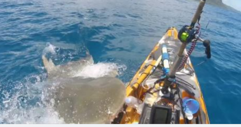 Video - Shock alle Hawaii: il momento in cui uno squalo attacca un kayak