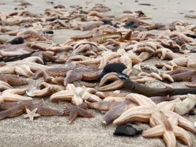 Migliaia di stelle marine trovate spiaggiate lungo la costa del Mare del Nord e del Mar Baltico – Il video