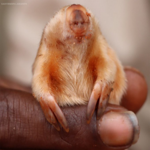 Talpa dorata cieca fotografata nel nord dell'Australia: evento rarissimo