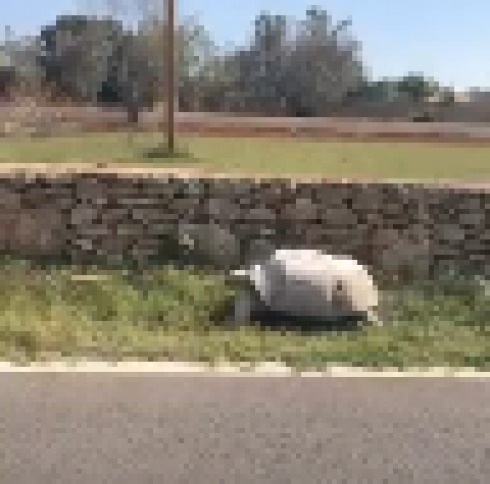 Tartaruga gigante “fugge” sulla provinciale. Il video virale inedito dal Salento