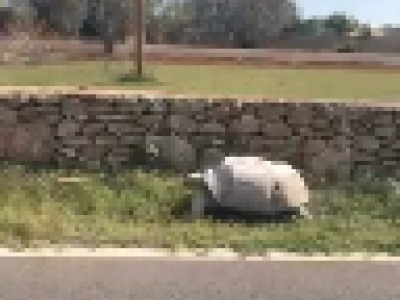 Tartaruga gigante “fugge” sulla provinciale. Il video virale inedito dal Salento