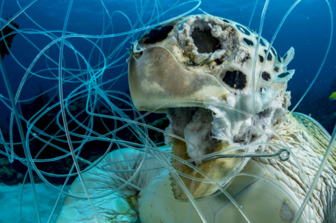 Area Protetta di Porto Cesareo, ricompensa in denaro per i pescatori che salvano una tartaruga