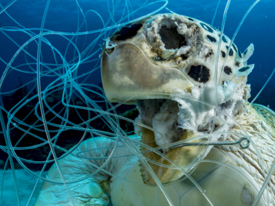 Area Protetta di Porto Cesareo, ricompensa in denaro per i pescatori che salvano una tartaruga