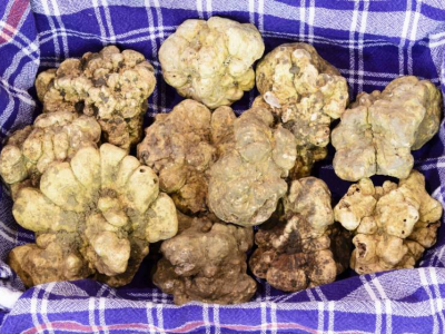 Prezzi alle stelle per il tartufo bianco, ben 4'000 euro al chilo. 