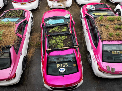 Thailandia: piccoli mini orti spuntano sui tetti di taxi. 